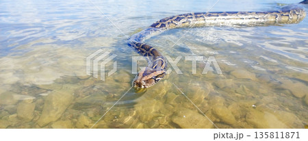 Large python swims in shallow, clear water over a rocky bed. Its patterned body is partly submerged, with its head just breaking the surface ripples 135811871