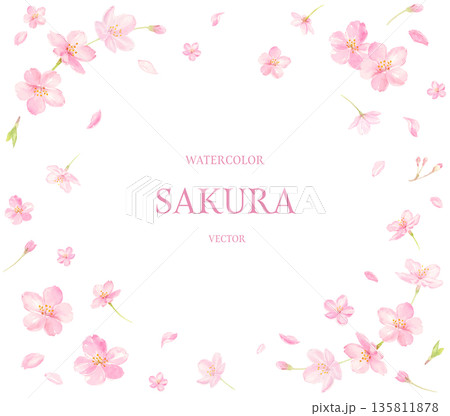 水彩で描いた桜のフレーム 水彩で描いた桜のフレーム 135811878