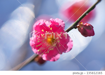 キラキラの光ボケの中温かく咲く紅梅の花 135812165