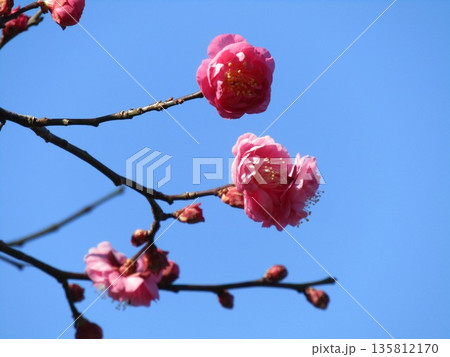 こじま公園桃色の綺麗な花は紅梅の花 135812170