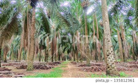 Ground View of Palm Oil Trees with Piles of Pruned Fronds for Natural Fertilizer Ground View of Palm Oil Trees with Piles of Pruned Fronds for Natural Fertilizer 135812361