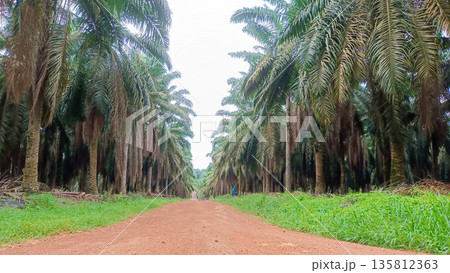 Dirt Road Pathway Between Symmetrical Rows of Palm Oil Plantation 135812363