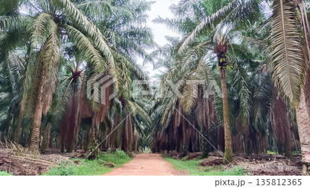 Narrow Dirt Path Leading into Dense Oil Palm Forest Plantation Narrow Dirt Path Leading into Dense Oil Palm Forest Plantation 135812365
