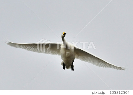 白鳥の飛翔 白鳥の飛翔 135812504