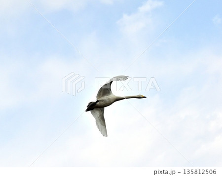 白鳥の飛翔 135812506