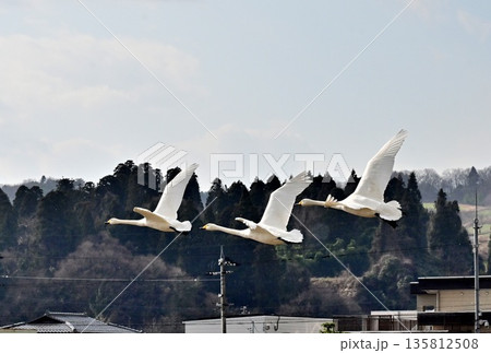 白鳥の飛翔 白鳥の飛翔 135812508