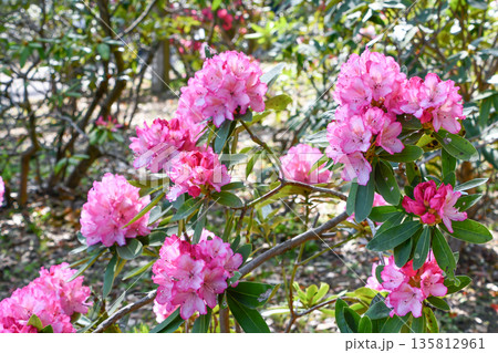 シャクナゲ「奥早出」 Rhododendron 'Okuhayade' シャクナゲ「奥早出」 Rhododendron 'Okuhayade' 135812961
