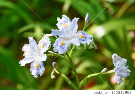 シャガ　Fringed Iris 135812962