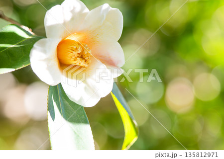 白いツバキの花 135812971