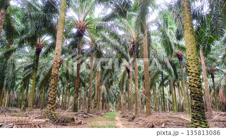 Ground Pathway in Mature Oil Palm Estate 135813086