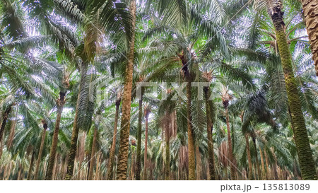 Tropical Oil Palm Plantation Canopy View Tropical Oil Palm Plantation Canopy View 135813089