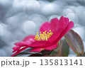 キラキラの中咲く花。冬の寒い時期に紅く温かい色で咲くサザンカ。 135813141