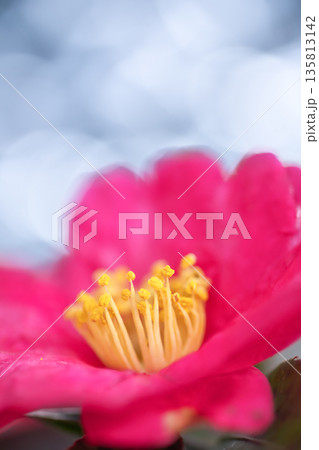 キラキラの中咲く花。冬の寒い時期に紅く温かい色で咲くサザンカ キラキラの中咲く花。冬の寒い時期に紅く温かい色で咲くサザンカ 135813142