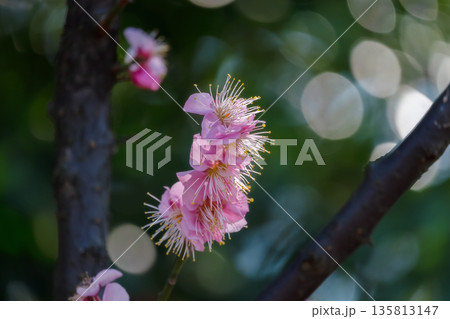 春の訪れを告げる梅の花 春の訪れを告げる梅の花 135813147