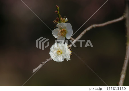 春の訪れを告げる梅の花 135813180