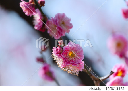春の訪れを告げる梅の花 135813181