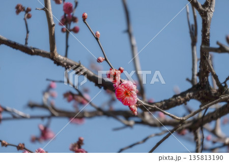春の訪れを告げる梅の花 135813190