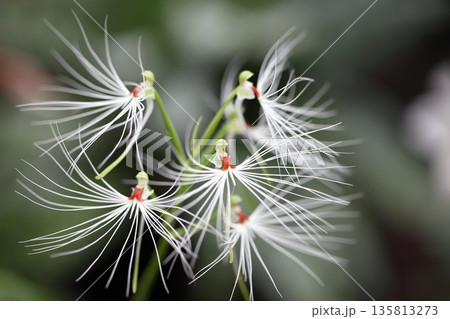 ハベナリア・メドゥーサの花 135813273