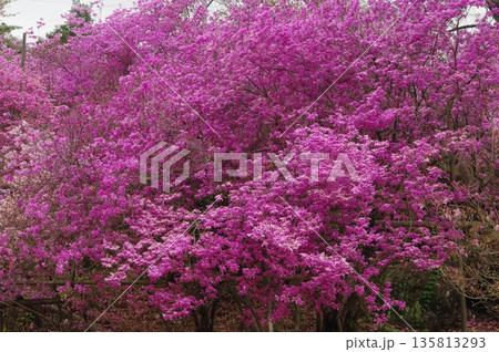 春の長野県木曽町では、ツツジや桜・水芭蕉が咲き誇っています。 春の長野県木曽町では、ツツジや桜・水芭蕉が咲き誇っています。 135813293