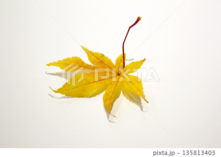 It is a yellow maple leaf placed on a white background. 135813403