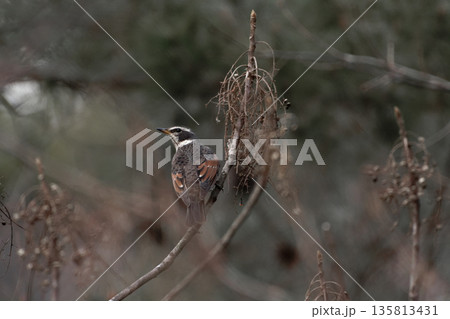 ヤマハゼの実をついばむホオジロ科ホオジロ♂ 135813431