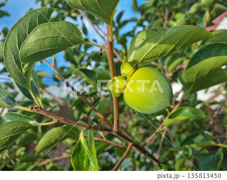It is a persimmon tree with unripe persimmons. 135813450
