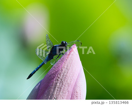 蓮の蕾にとまるコフキトンボ 135813466