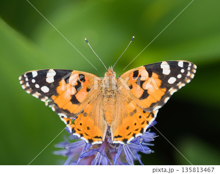 花にとまるヒメアカタテハ 135813467