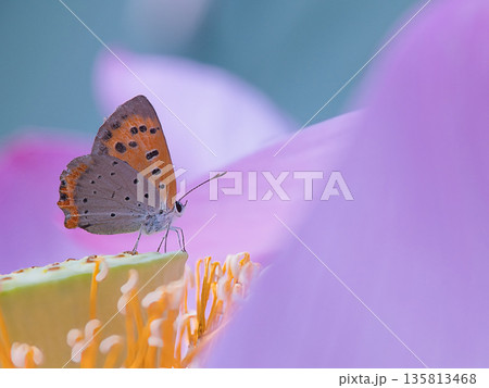 花にとまるベニシジミ 花にとまるベニシジミ 135813468