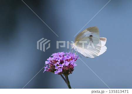 花の蜜を吸うモンシロチョウ 135813471