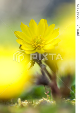 暦の上で春を告げる頃　元気に鮮やかに咲く福寿草 135813479