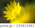 暦の上で春を告げる頃　元気に鮮やかに咲く福寿草 135813481