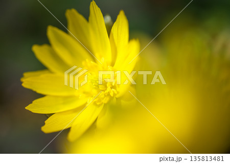 暦の上で春を告げる頃　元気に鮮やかに咲く福寿草 135813481