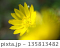 暦の上で春を告げる頃　元気に鮮やかに咲く福寿草 135813482