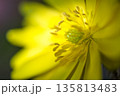 暦の上で春を告げる頃　元気に鮮やかに咲く福寿草 135813483