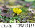 暦の上で春を告げる頃　元気に鮮やかに咲く福寿草 135813485