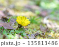 暦の上で春を告げる頃　元気に鮮やかに咲く福寿草 135813486