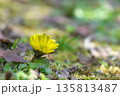 暦の上で春を告げる頃　元気に鮮やかに咲く福寿草 135813487