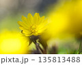 暦の上で春を告げる頃　元気に鮮やかに咲く福寿草 135813488