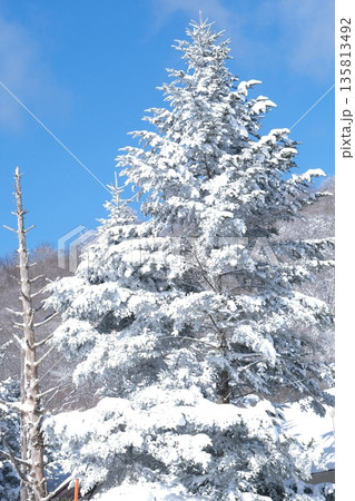 青空のもと　雪化粧をかぶった冬の美しい大きな木 135813492