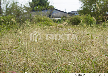 It is a meadow full of Setaria viridis. 135813494