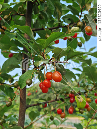 Ripe Autumn Olive Berries (Elaeagnus Umbellata) growing on a branch . oleaster Ripe Autumn Olive Berries (Elaeagnus Umbellata) growing on a branch . oleaster 135813499
