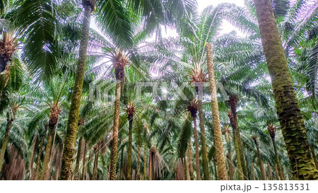 Low Angle View of Mature Oil Palm Trees in Sustainable Plantation 135813531