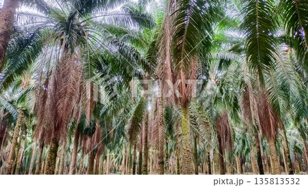 Dense Oil Palm Forest Canopy with Hanging Dried Fronds 135813532