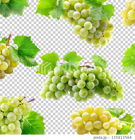 Juicy green grapes with water droplets and fresh leaves scattered and on white background, concept of freshness and healthy fruit 135813564