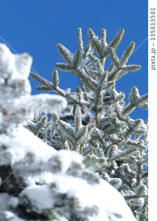 冬の青空と雪化粧の木を下から眺めた景色 冬の青空と雪化粧の木を下から眺めた景色 135813581
