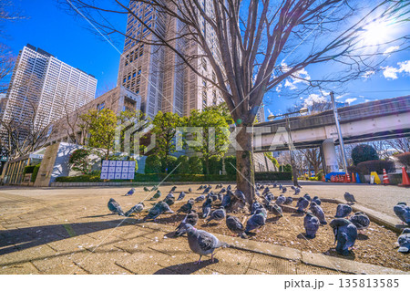 日本の東京都市景観 都庁前駅…日光浴をするハトの群れ…人が通っても逃げない…＝令和8年1月25日 135813585