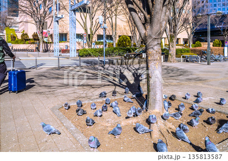 日本の東京都市景観 都庁前駅…日光浴をするハトの群れ…人が通っても逃げない…＝令和8年1月25日 135813587
