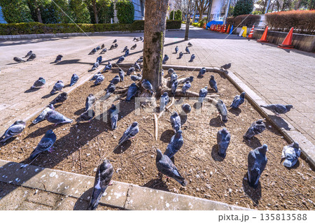 日本の東京都市景観 都庁前駅…日光浴をするハトの群れ…人が通っても逃げない…＝令和8年1月25日 135813588