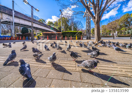 日本の東京都市景観 都庁前駅…日光浴をするハトの群れ…人が通っても逃げない…＝令和8年1月25日 135813590